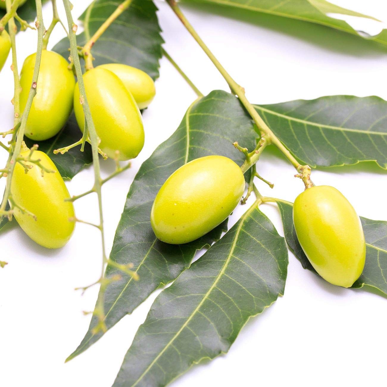 Pure Cold Pressed Neem Oil for Skin, Hair, Massage & Indoor Plants – 4 oz