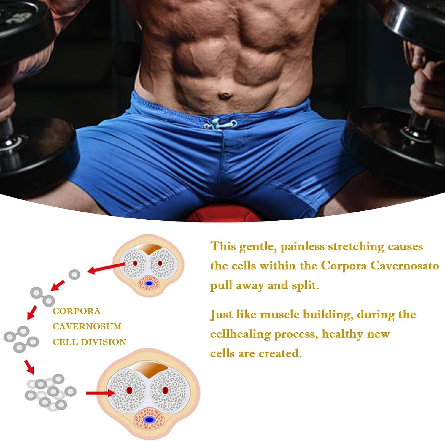 Upgraded Male Physical Stretching Retractor, Endurance Training Stretcher, Adjus