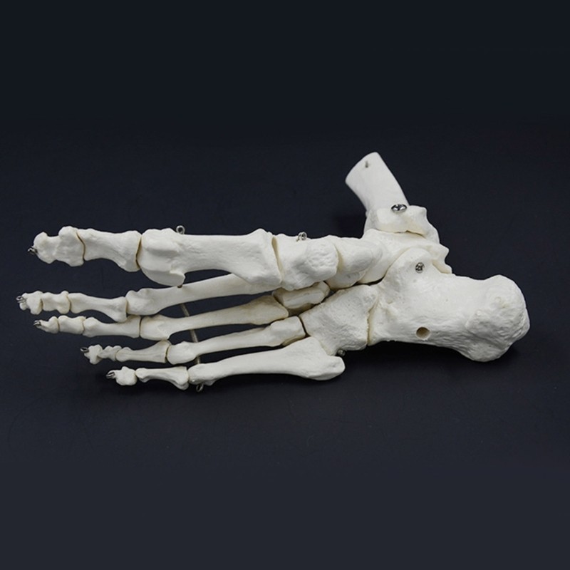 Human Foot and Ankle Skeleton Model 9x7x3.5Inch Human Foot Joint Skeleton Model