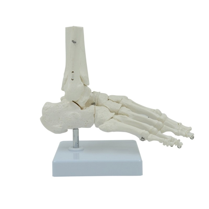 Human Foot Joint Skeleton Model 9x7x3.5Inch Anatomy PVC Right Foot Ankle Model