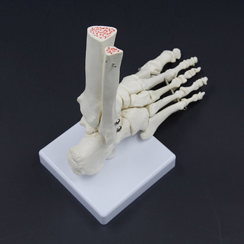 Human Foot Joint Skeleton Model 9x7x3.5Inch Anatomy PVC Right Foot Ankle Model