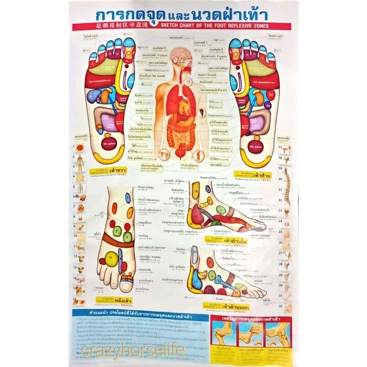 Reflexology Zones Thai Foot Massage Health Chart Poster FREE Massage Stick Balm