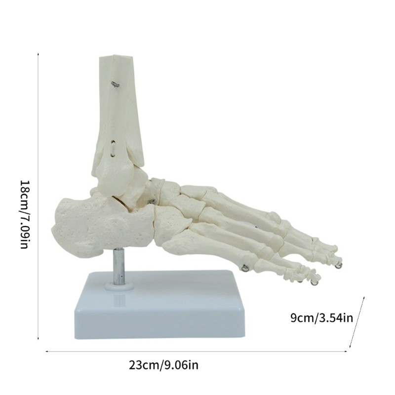 Human Foot Joint Skeleton Model 9x7x3.5Inch Anatomy PVC Right Foot Ankle Model